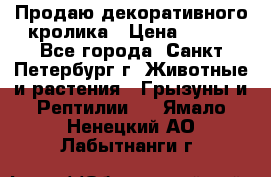 Продаю декоративного кролика › Цена ­ 500 - Все города, Санкт-Петербург г. Животные и растения » Грызуны и Рептилии   . Ямало-Ненецкий АО,Лабытнанги г.